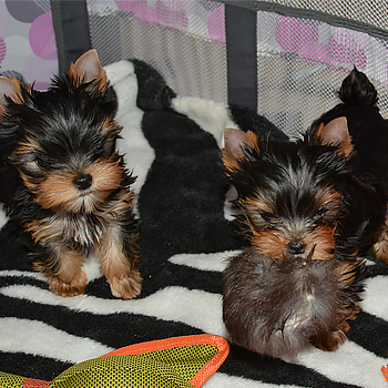 yorkie puppies for sale picture of two of them